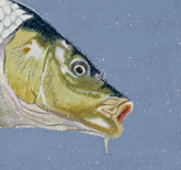 Link to detail page: Dave Hanson (september 2007)